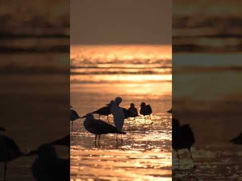 vibe  #vibing #001 #love #lovesong