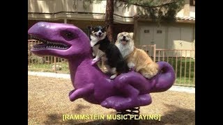 Rammstein Du Hast (Animal Edition) Животные Кавер