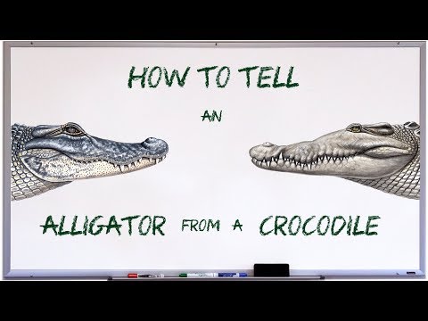 How to tell an alligator from a crocodile