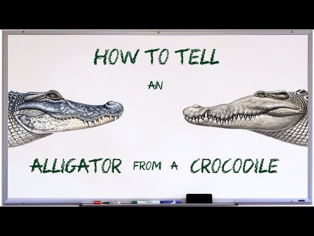 What is a gator tooth?