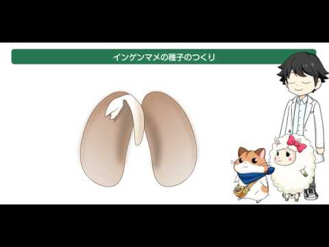 発芽した種子 - 定義