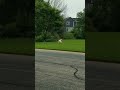 Puppy Pets Cute Ruby Playing Fetch