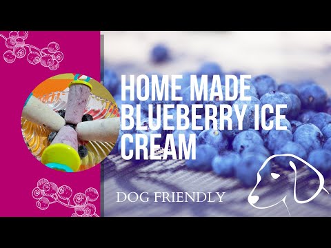 🦮🫐🍦Blue berry ice cream  || Dog friendly || Hindi || in India 🇮🇳 || Desi style🍦🫐🦮
