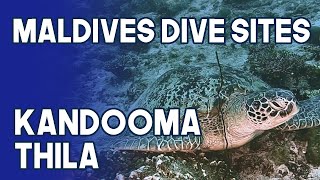 Maldives Dive Site | Kandooma Thila | South Male Atoll