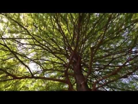 春の落羽松（ラクウショウ）　Taxodium distichum (Healing video)