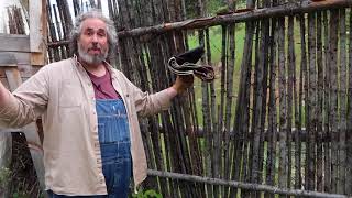 apricot tree and other fruit trees from seed