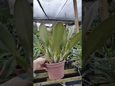 ZAP 11940050033 pedido de Juliane de Goiás @Mais Orquídeas #plantas