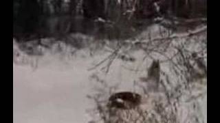 Miles From Home by Cowboy Junkies