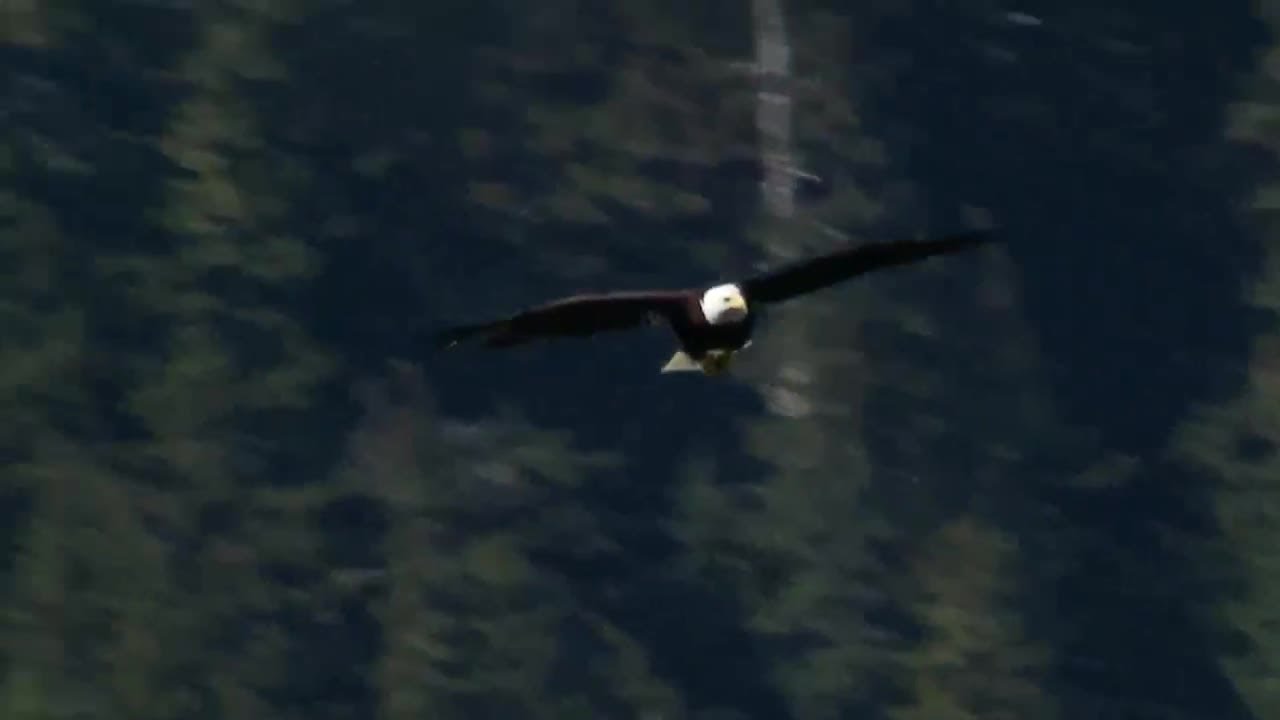 Biden signs a bill officially making the bald eagle the national bird of the US