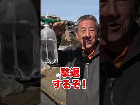 灰色のキャベツのアブラムシは有害ですか?すぐに駆除できますか?  庭園