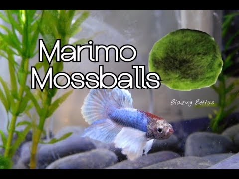 Marimo Moss Ball Care & Benefits | Betta Fish