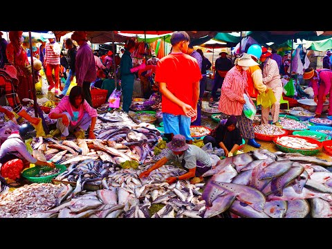 Food Rural TV​, Large fish distributor in Phnom Penh, Cambodia, Early Morning Fish Market