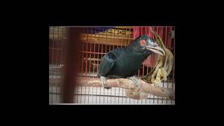 Download lagu suara burung tuwu mp3 Download lagu suara burung tuwu mp3
