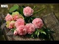 Tere Liye Prince Movie WhatsApp Status Video By AD