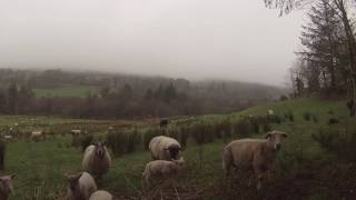 MK Kelpie - Hluboké D Whistle