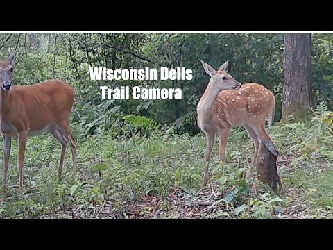 7-27-22...Doe. Fawn.