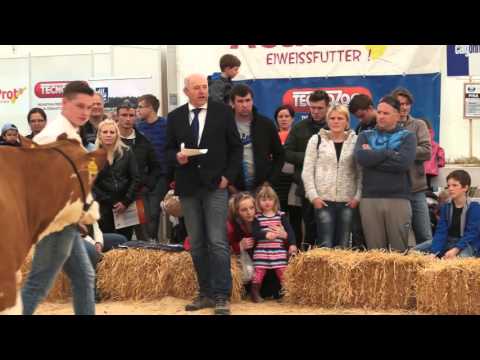 Sejem Komenda - pomlad 2016 / Razstava govedi