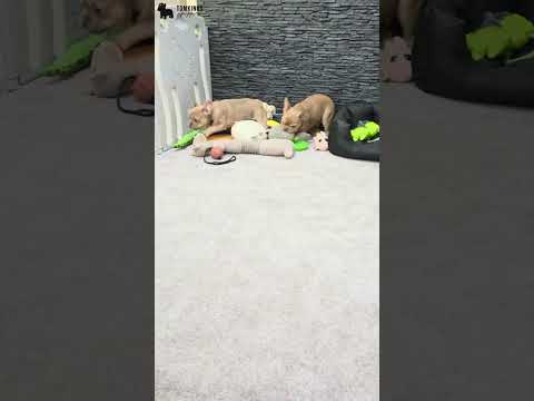 Video 2