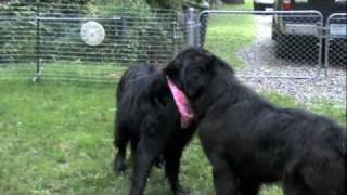 preview picture of video 'Newfoundland Dogs:  Sophie and Jack - Best Friends'