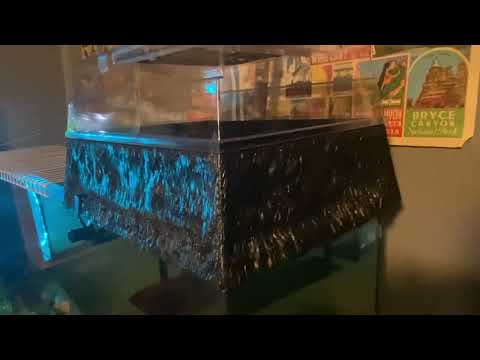 Reptology turtle topper review