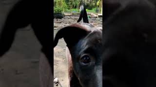 🫶here is a smol kiss from banku y&#39;all 🫶 #cutiepie