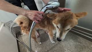 みたシャンしてみた。#柴犬#犬との暮らし#日常#面白い#かわいい#癒し#shibainu