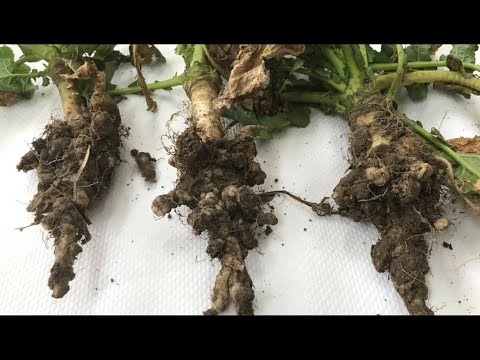 Kiła kapustnych - jak sobie radzi odmiana kiłotolerancyjna