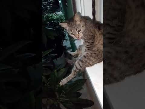 no tengo derechos de autor (1)