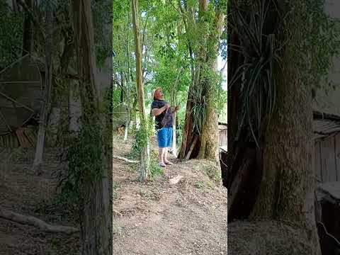 Casa Branca Dr Ulisses PR. #roça #meusertãobrasil #viral #seinscreva