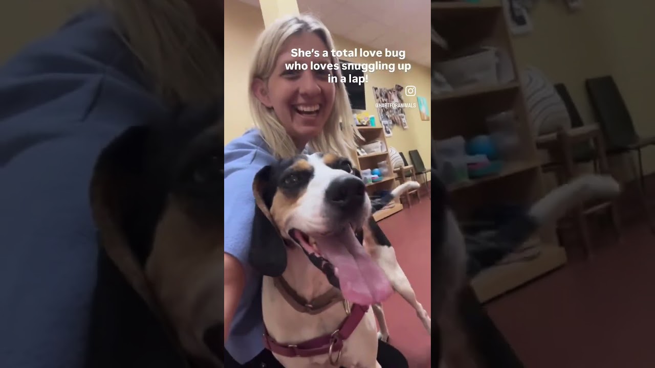 Enlarge Tequila, a Adoptable Treeing Walker Coonhound in Accident, MD video 6/6