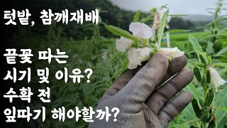 텃밭, 참깨 재배 / 끝꽃 따는 시기 및 이유? / 수확 전 잎따기 해야할까?