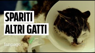 Non solo lo stupro della gattina Rosi, nel quartiere Tor Tre teste a Roma sono spariti altri randagi