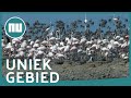 Duizenden flamingo's zien het levenslicht in Turkije | NU.nl