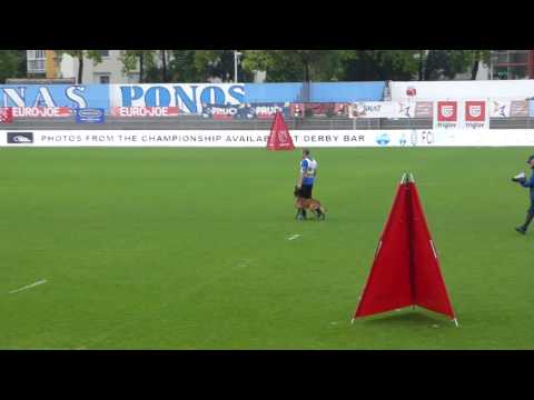 Kondor Mi-Ji FCI IPO World Championship 2016 defence/odbrana