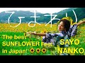 My SUNFLOWER Dream Came True 2 Million Sunflowers In Japanese Country Side Field ヒマワリ夢が�
