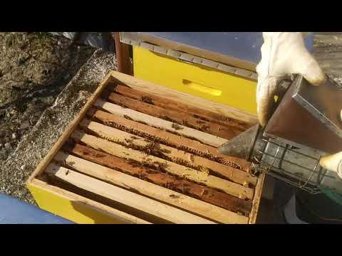 Pčelarstvo 2020  - Prvi prolećni pregled kod pčelara početnika