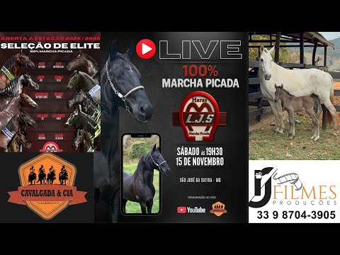 LIVE do HARAS LJS  - 100% Marcha Picada II SÃO JOSE  DA SAFIRA MG