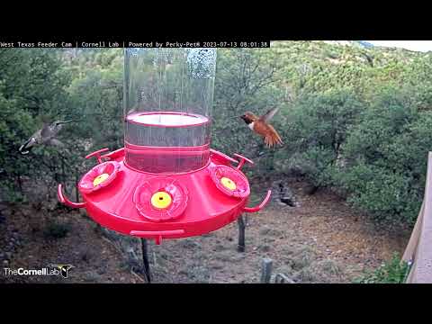 Male Rufous Hummingbird Chases Away The Competition At West Texas Feeder – July 13, 2023