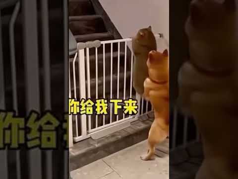 cats and dogs😧😧#funny #pets #shorts #cats #dogs #animalslover