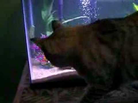 Bengal Cat Snow Leopard - Tropical Tank with Toys (Fish)
