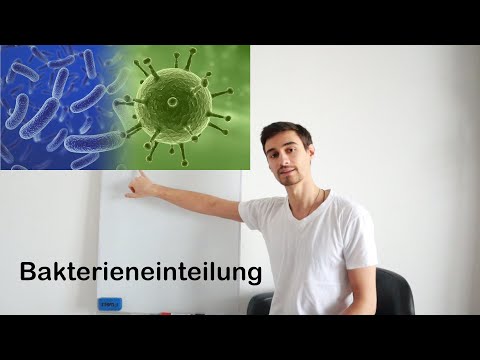 Einteilung von Bakterien / Heilpraktikerwissen