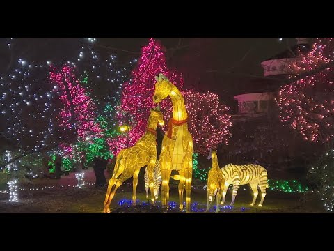 2022 PNC Festival of Lights Best Zoo Lights - Cincinnati Zoo