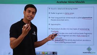 Slime Moulds - Acellular