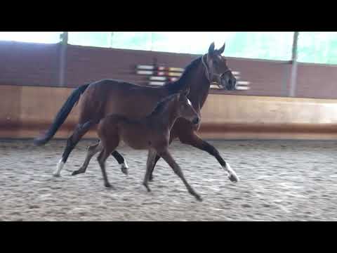 "SPIDERMAN", HF 2021 v. So Perfect x Fidertanz