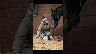 Download lagu Moose pics 🫎🐴#katievanslyke #foal mp3