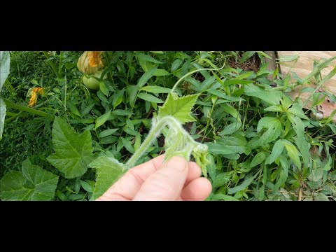 Pruning the Pumpkin Patch: Out of Control