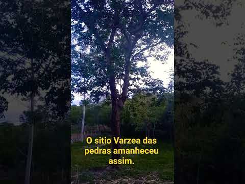 Ao amanhecer no sitio Várzea das pedras Rosário oeste MT.