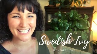 Swedish Ivy