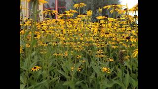 How do flowers get their smells?