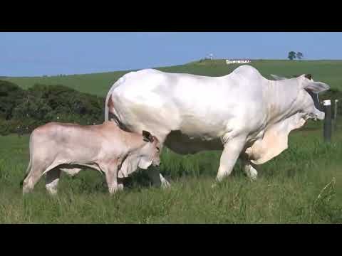 6155 DA BURITI - ASAPIRAÇÃO